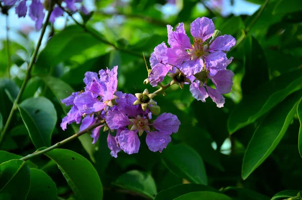 Ağaç Üzerinde Güzel Çiçek Açan Çiçeklerin Görünümüne Yakın — Stok fotoğraf