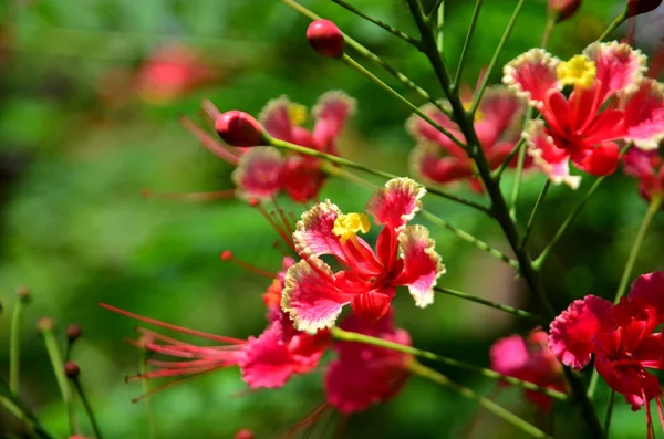 Close View Beautiful Blooming Flowers Tree — Stock Photo, Image