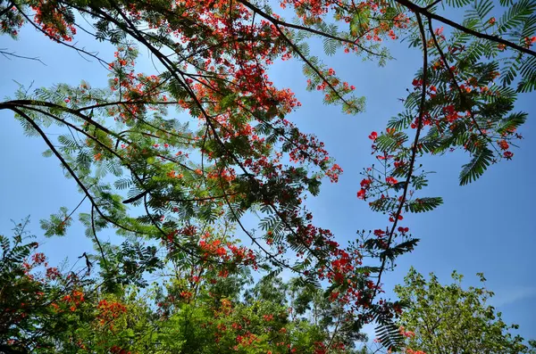 Bliska Widok Pięknych Kwitnących Kwiatów Drzewie — Zdjęcie stockowe