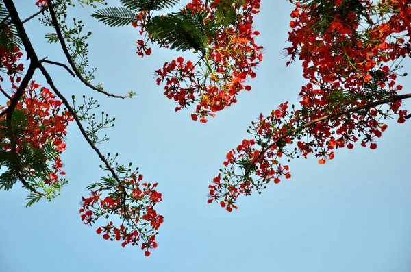 나무에 아름다운 보기를 닫습니다 — 스톡 사진