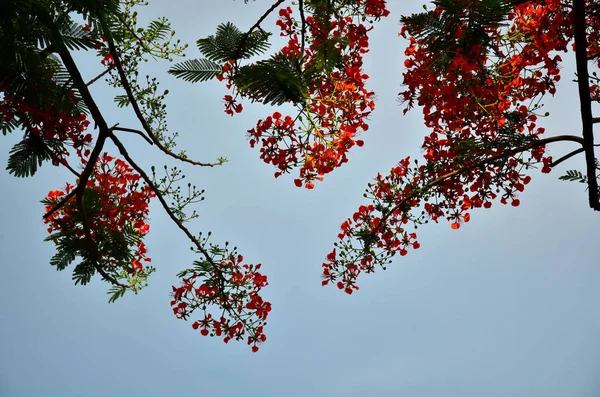 ağaç üzerinde güzel çiçek açan çiçeklerin görünümüne yakın