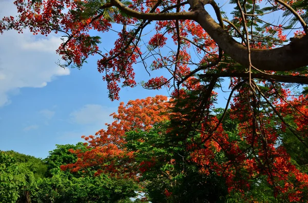 Vista Perto Belas Flores Florescendo Árvore — Fotografia de Stock