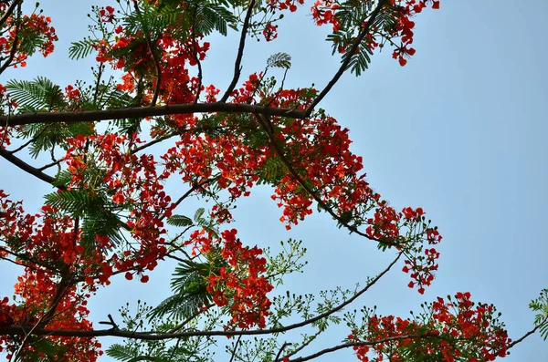 ağaç üzerinde güzel çiçek açan çiçeklerin görünümüne yakın