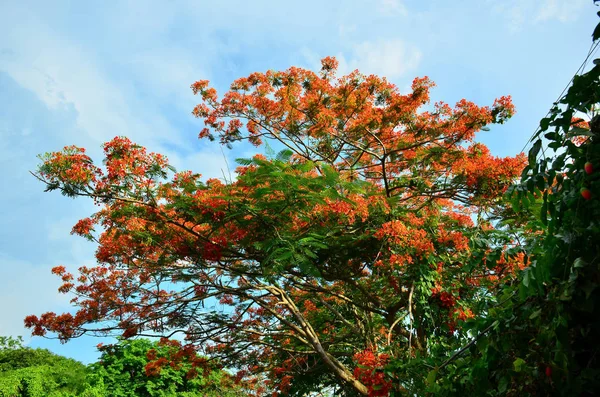 Nahaufnahme Von Schönen Blühenden Blumen Baum — Stockfoto