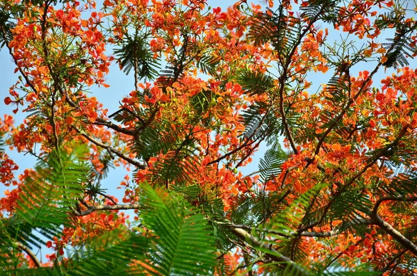 ağaç üzerinde güzel çiçek açan çiçeklerin görünümüne yakın