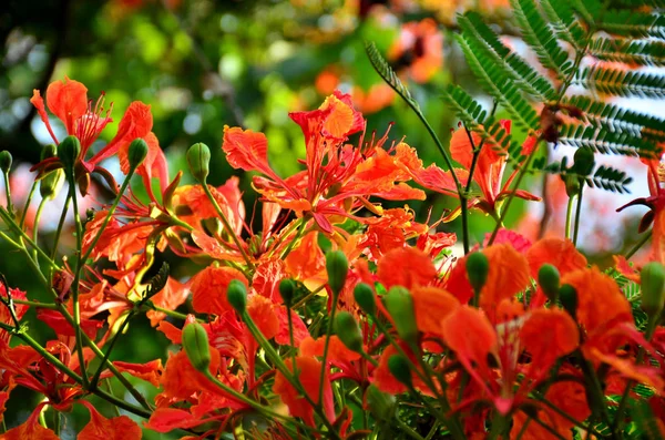 Vista Perto Belas Flores Florescendo Árvore — Fotografia de Stock