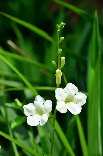 Nahaufnahme Von Blumen Die Tagsüber Freien Wachsen — Stockfoto