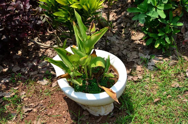 由白天生长在室外的绿叶植物组成的密闭植物 — 图库照片