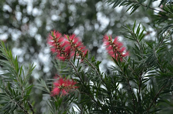 Gros Plan Fleurs Poussant Extérieur Jour — Photo