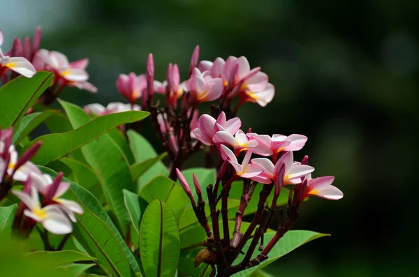 Primer Plano Las Flores Que Crecen Aire Libre Durante Día — Foto de Stock