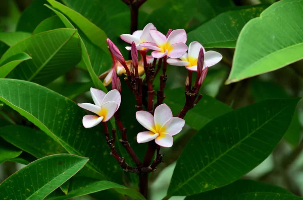 Close Flowers Growing Outdoors Daytime — Stock Photo, Image