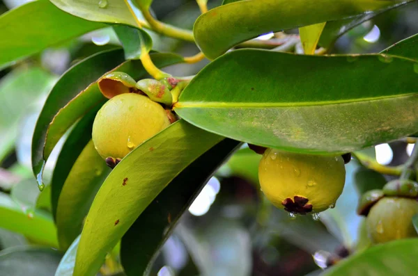 Fruits Tropicaux Poussant Sur Les Arbres Jour — Photo