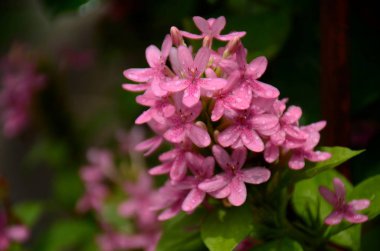 Açık havada büyüyen çiçeklerin kapağını kapatın.