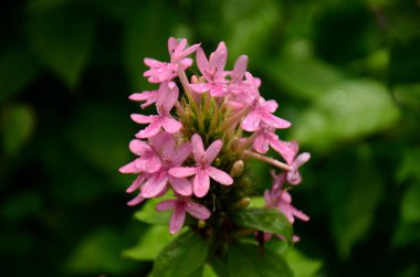 Açık havada büyüyen çiçeklerin kapağını kapatın.