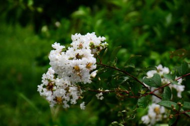 Açık havada büyüyen çiçeklerin kapağını kapatın.