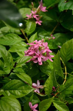 Açık havada büyüyen çiçeklerin kapağını kapatın.