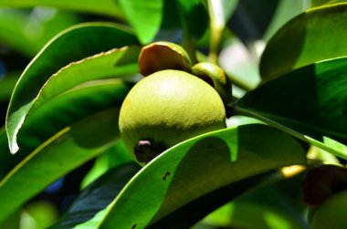 Yeşil ağaçta egzotik meyveler