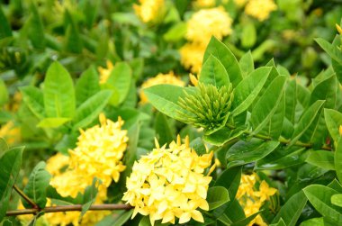 Açık havada büyüyen çiçeklerin kapağını kapatın.