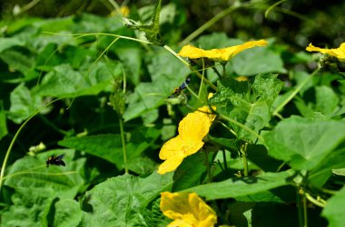 Açık havada büyüyen çiçeklerin kapağını kapatın.