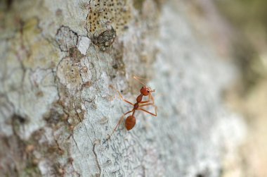Ağaç gövdesindeki karıncayı kapat