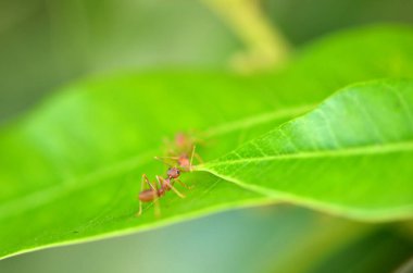 Yeşil yapraklı karıncayı kapat