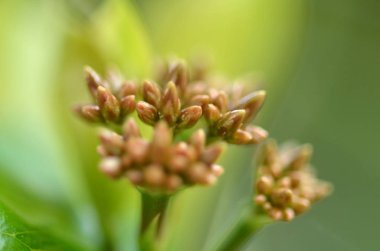 Yeşil arka plandaki güzel bitkiyi kapat