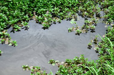 Göl suyunda yeşil yapraklar