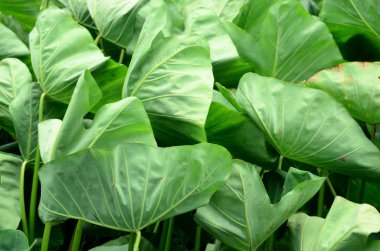 Gündüz vakti açık havada yetişen yeşil yapraklı bitkileri kapatın.