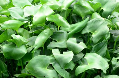 Gündüz vakti açık havada yetişen yeşil yapraklı bitkileri kapatın.