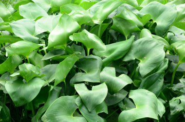 Gündüz vakti açık havada yetişen yeşil yapraklı bitkileri kapatın.