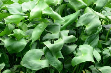 Gündüz vakti açık havada yetişen yeşil yapraklı bitkileri kapatın.