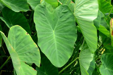 Gündüz vakti açık havada yetişen yeşil yapraklı bitkileri kapatın.