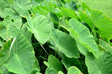 Gündüz vakti açık havada yetişen yeşil yapraklı bitkileri kapatın.