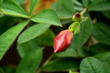 Açık havada büyüyen çiçeklerin kapağını kapatın.