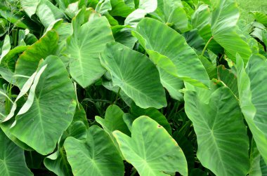 Gündüz vakti açık havada yetişen yeşil yapraklı bitkileri kapatın.