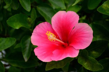 Açık havada büyüyen çiçeklerin kapağını kapatın.