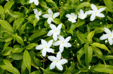 Güzel çiçeklerin güzel manzarasını kapat. 