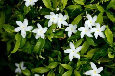 Güzel çiçeklerin güzel manzarasını kapat. 