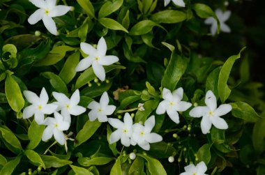 Güzel çiçeklerin güzel manzarasını kapat. 