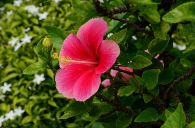 Açık havada büyüyen çiçeklerin kapağını kapatın.