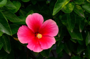 Açık havada büyüyen çiçeklerin kapağını kapatın.