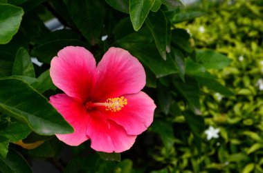 Açık havada büyüyen çiçeklerin kapağını kapatın.