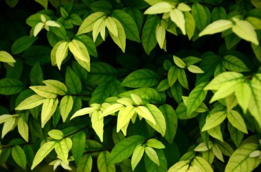 Gündüz vakti açık havada yetişen yeşil yapraklı bitkileri kapatın.