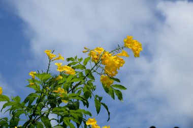 çiçek açan sarı çiçeklerile ağaç görünümü ne kadar yakın 