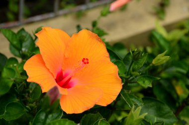 Açık havada büyüyen çiçeklerin kapağını kapatın.