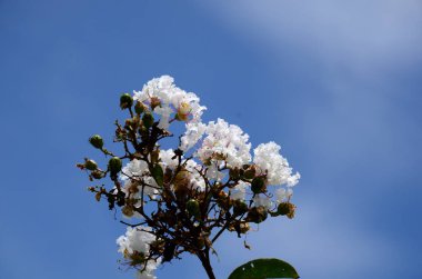 çiçek açan beyaz çiçeklerile ağaç yakın görünümü 