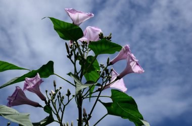 Güzel çiçeklerin güzel manzarasını kapat. 