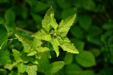 Gündüz vakti açık havada yetişen yeşil yapraklı bitkileri kapatın.