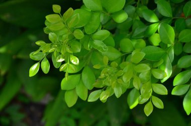 Gündüz vakti açık havada yetişen yeşil yapraklı bitkileri kapatın.