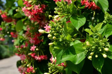 pembe çiçekler açan ağacın yakın görünümü 